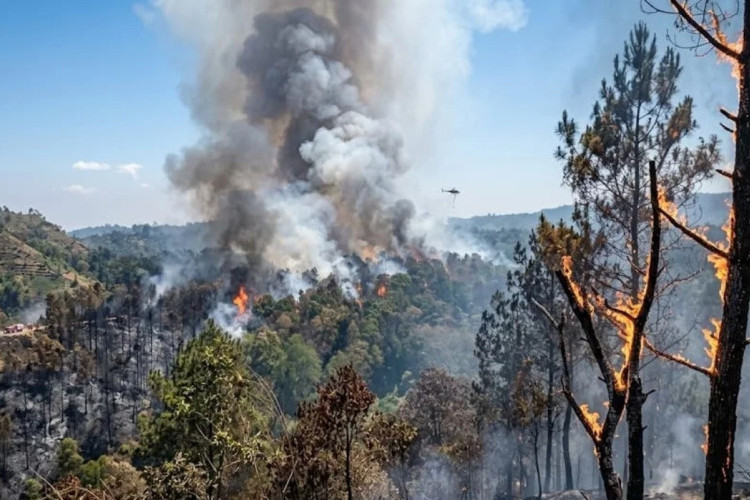 Kebakaran di Jateng Melonjak, 232 Kebakaran Hutan dan Lahan Naik Hingga 700 Persen! 
