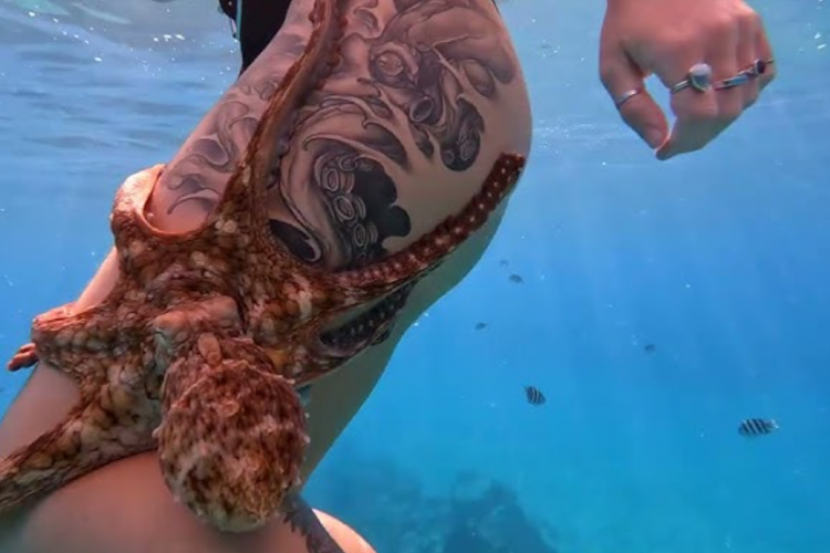 La Vidéo One Girls One Octopus Non Censurée Devient Virale, Le Contenu Est Intriguant !