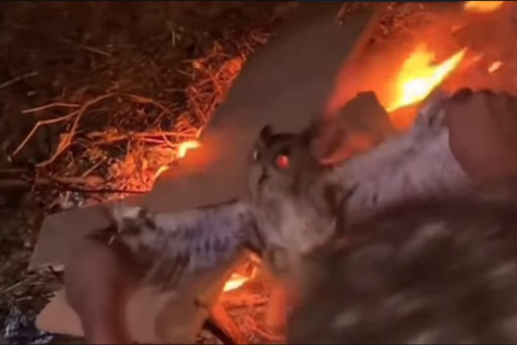 Miris! Inilah 3 Pelaku yang Bakar Burung Hantu Hidup-hidup di NTT, Polisi Tindak Tegas dan Tangkap Pelaku