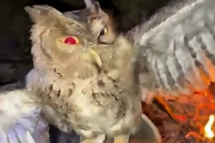 Aksi Penganiayaan Burung Hantu Dibakar Hidup-hidup di NTT Viral, Pelaku Kini Dijerat Pasal Berlapis