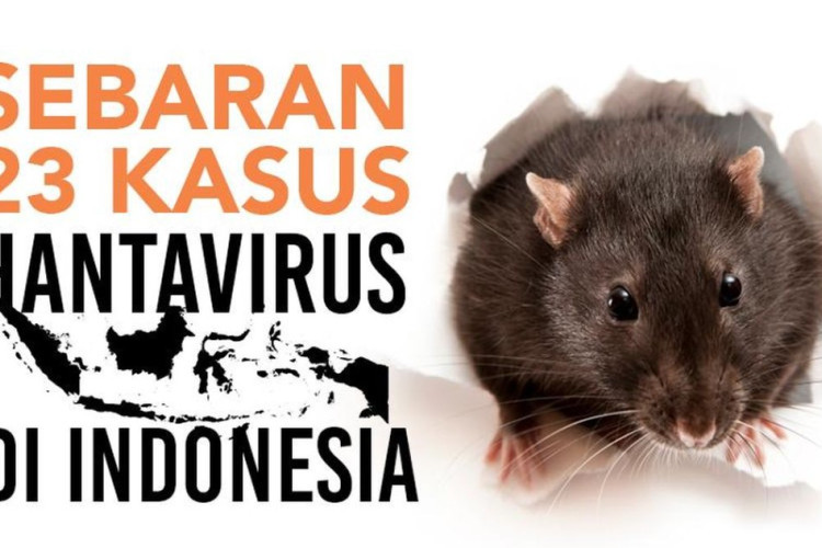 Kasus Hantavirus Masuk di Indonesia, Kemenkes Mendeteksi 23 Orang dan 3 Meninggal Dunia! 