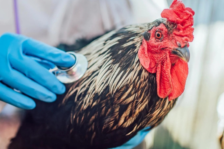 Viral! Surat Edaran Dinkes Singgung Soal Flu Burung hingga Larangan Makan Ayam Ternyata HOAX: Cekidot! 