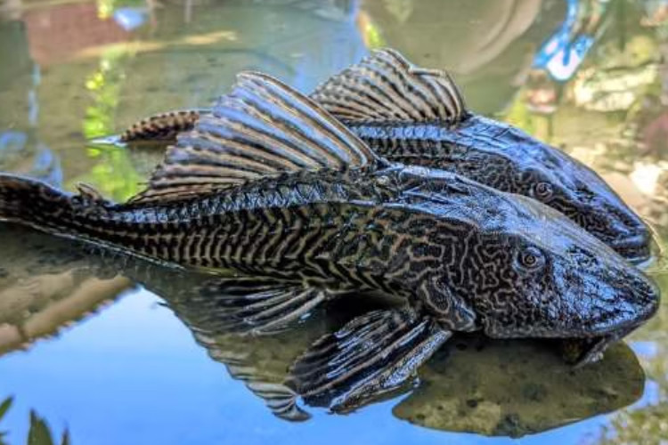 Viral! Ikan Sapu-Sapu Dibasmi Pemprov DKI, Berpotensi Picu Kanker dan Mengandung E coli yang Berbahaya Jika Dikonsumsi