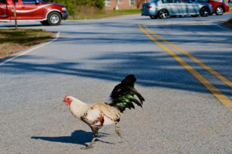 Mitos atau Fakta? Arti Menabrak Ayam di Jalan Adalah, Hati-hati! Ternyata Ini Makna yang Perlu Diwaspadai