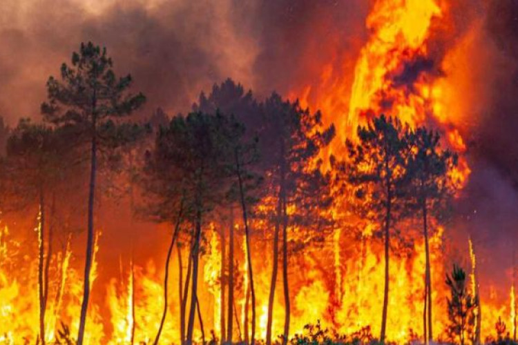 Kawasan Gunung Geulis Sukabumi Kebakaran, 4 Hektare Lahan Hangus dan Nyaris Merembet ke Pemukiman