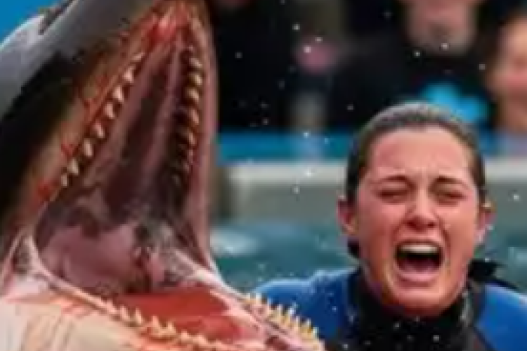 Télécharger la vidéo Jessica Radcliffe via Telegram qui selon la rumeur mange du requin: Guide complet et lien direct, Lien et explications!