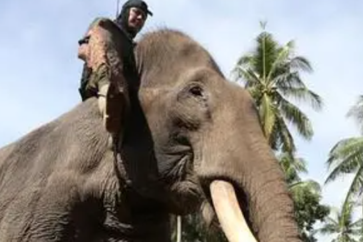 Gajah Sumatera Bantu Bersihkan Puing Banjir Bandang di Aceh, Terlihat Tarik Kayu dan Batu Raksasa Hanya dalam Hitungan Hari