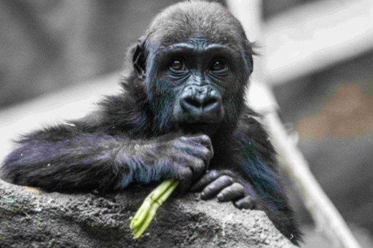 Triste Nouvelle ! Le Gorille Eyare du zoo de Calgary Meurt, le Zoo Enquête Plus Profondément !