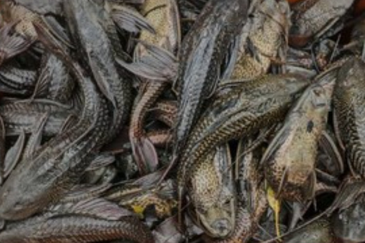 Geger! 5 Penjual Daging Ikan Sapu-sapu di Jakpus Diciduk Satpol PP Usai Diduga Gunakan Untuk Bahan Baku Berjualan Siomay 