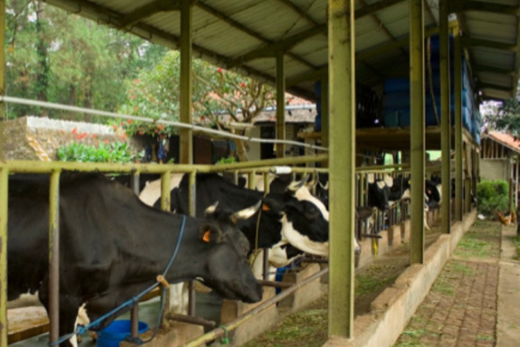 Dago Dairy Adalah? Peternakan Sapi Perah dari Bandung yang Miliki Lebih dari 20 Sapi Resmi Tutup