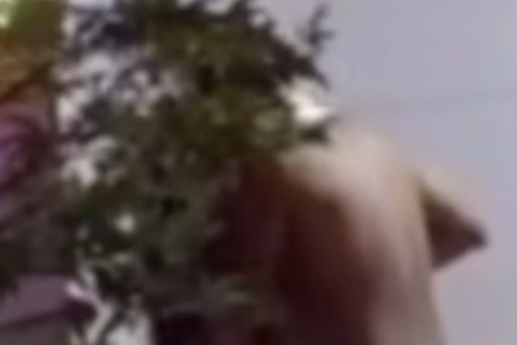 Full Link do Vídeo Viral do MC Mirella Portal Zacarias HD 1080p, O Conteúdo Deixa os Fãs Entusiasmados