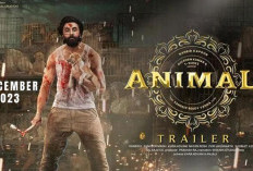 Sinopsis Film India Animals (2023) Segera Tayang di Bioskop! Ranbir Kapoor Menjadi Buronan Pembunuhan