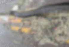 Link de Vídeo Viral da Sucuri Grávida Atingida por uma Estrada, Acontece que não são os Animais que Atacam os Seres Humanos