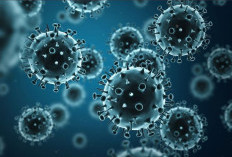 Apa Itu Virus Zika? Waspada! Kenali Gejala hingga Cara Pencegahannya!