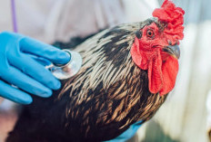 Viral! Surat Edaran Dinkes Singgung Soal Flu Burung hingga Larangan Makan Ayam Ternyata HOAX: Cekidot! 