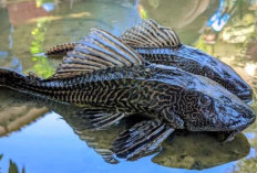 Viral! Ikan Sapu-Sapu Dibasmi Pemprov DKI, Berpotensi Picu Kanker dan Mengandung E coli yang Berbahaya Jika Dikonsumsi