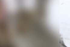 One Girl One Wolf filtrado video viral Enlace en redes sociales Descarga gratis, ¡no te quedes con la intriga!