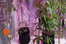 ASN PPPK Bandung Tanam 36 Pohon Ganja di Rumah, Kementerian PU Berhentikan Sementara Tersangka Dari Pekerjaannya