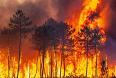 Kawasan Gunung Geulis Sukabumi Kebakaran, 4 Hektare Lahan Hangus dan Nyaris Merembet ke Pemukiman