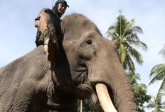Gajah Sumatera Bantu Bersihkan Puing Banjir Bandang di Aceh, Terlihat Tarik Kayu dan Batu Raksasa Hanya dalam Hitungan Hari