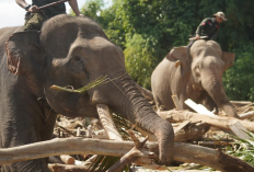 Viral Empat Gajah Terlatih Turut Membantu Membersihkan Sisa Banjir Bandang di Pidie Jaya Aceh, Penuh Kontroversial!