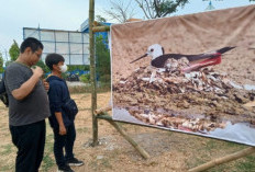 Viral Stikosa AWS Photo Week 2023 Usung Tema Indonesia Pro Lingkungan Digelar Hingga 10 November 2023 