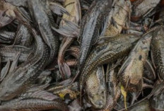 Geger! 5 Penjual Daging Ikan Sapu-sapu di Jakpus Diciduk Satpol PP Usai Diduga Gunakan Untuk Bahan Baku Berjualan Siomay 