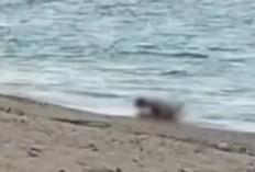 Video Mesum WNA di Pantai Kuta Mandalika Viral X Twitter dan TikTok, Polisi: Kami Sedang Lakukan Profiling