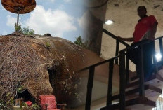 Viral Rumah Batu Patrick di Wonogiri, Kini Malah Jadi Tempat Wisata dan Jadi Sumber Cuan