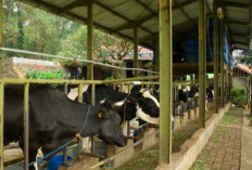 Dago Dairy Adalah? Peternakan Sapi Perah dari Bandung yang Miliki Lebih dari 20 Sapi Resmi Tutup