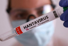 Gejala Hantavirus di Indonesia Berbeda dengan Kapal Pesiar MV Hondius, Cek Ciri-cirinya Disini!