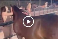 Aida Victoria Merlano horse Filtró Video Completo En Línea Enlace Del Clip, ¡viral en internet!